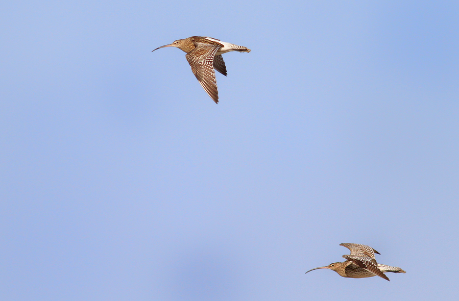 Eurasian Curlew