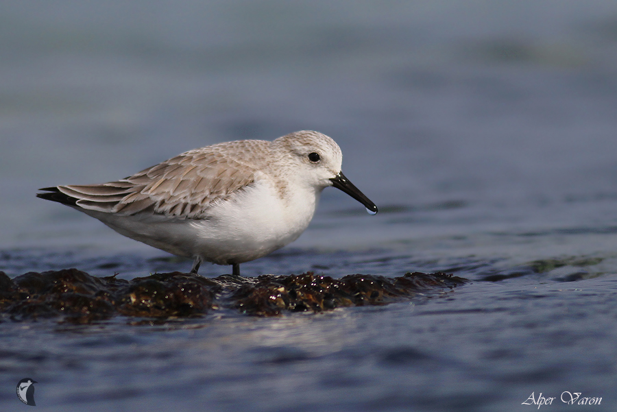 Sanderling