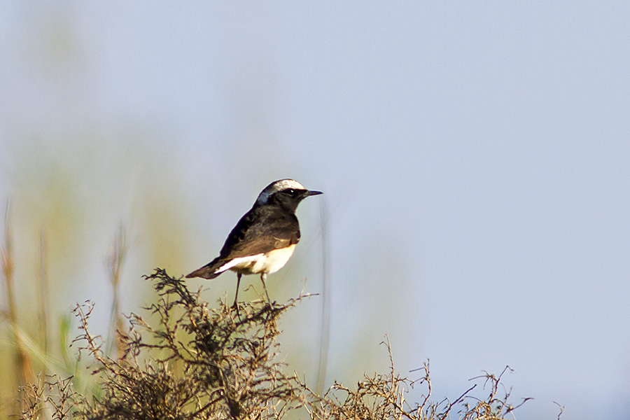 Cyprus Wheatear