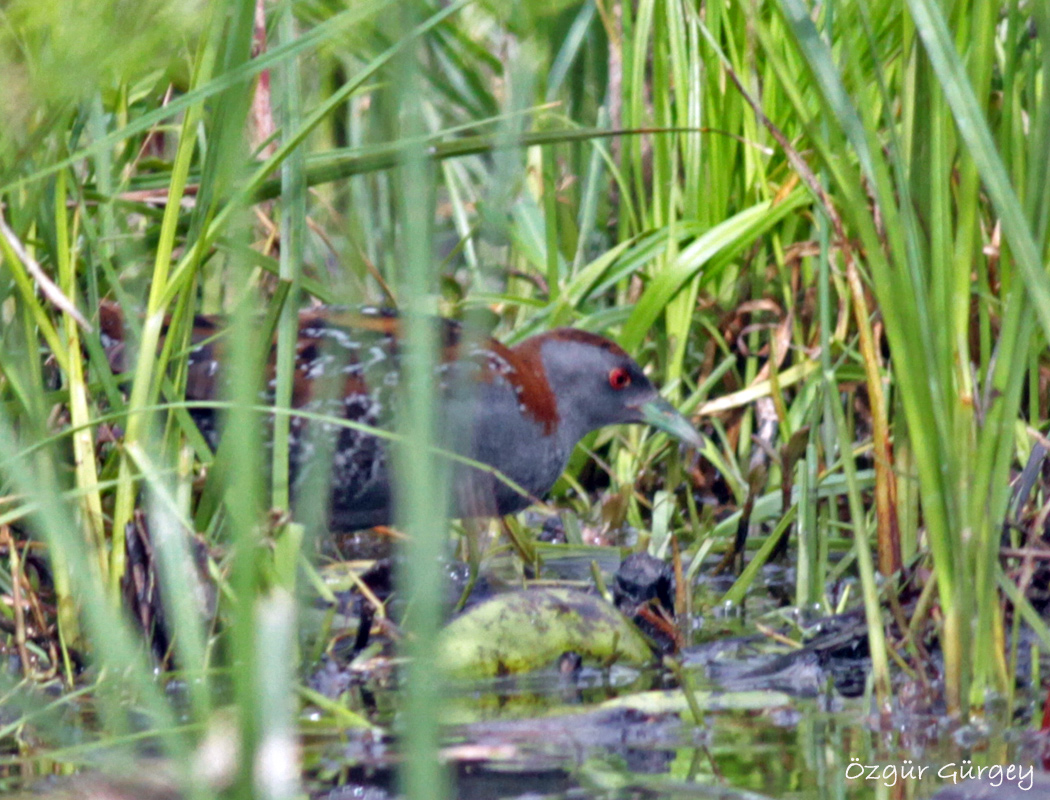 Baillon`s Crake