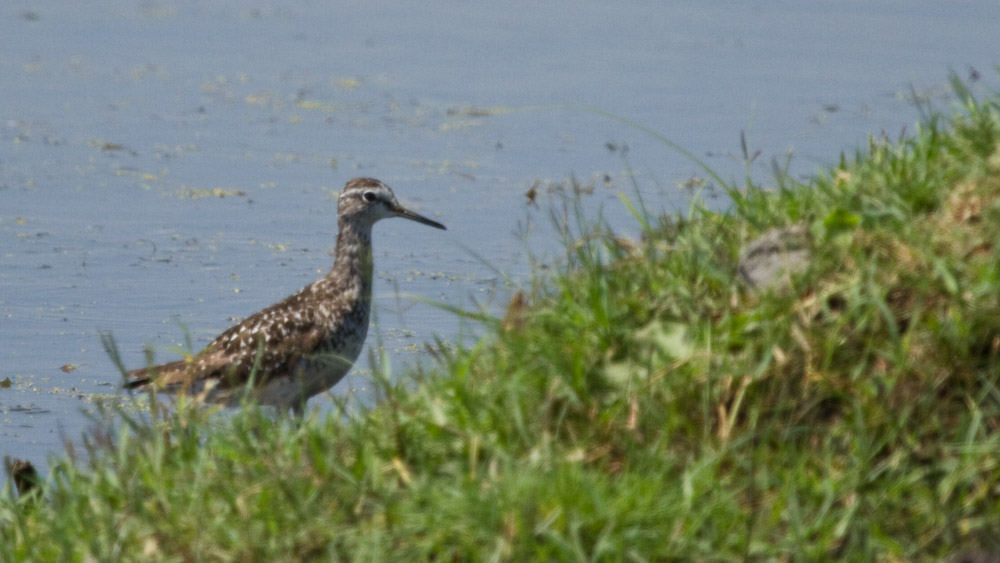 Wood Sandpiper