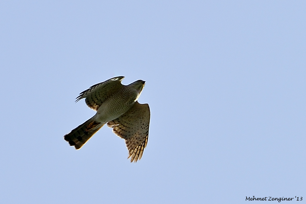 Shikra