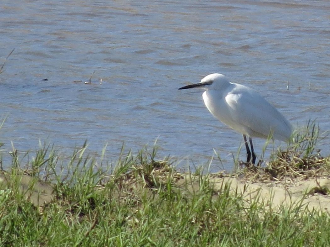 Little Egret