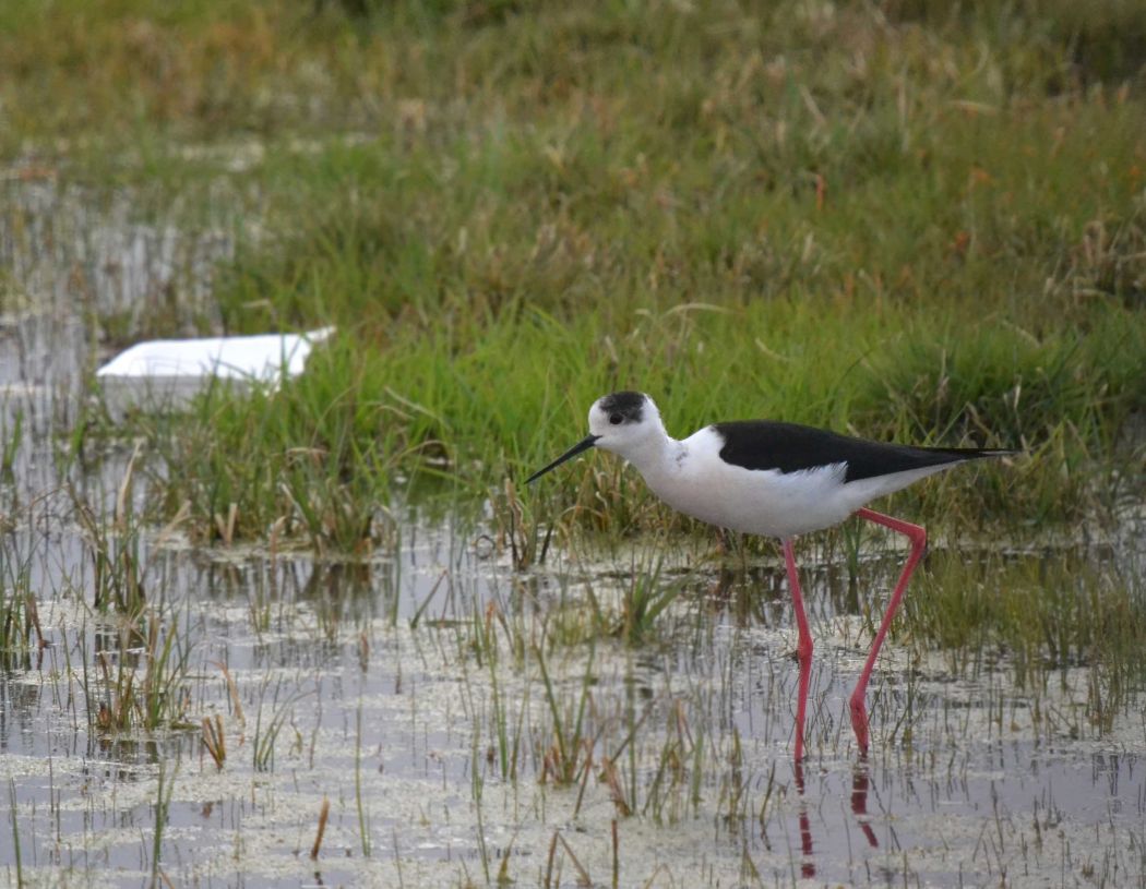 Black-winged Stilt