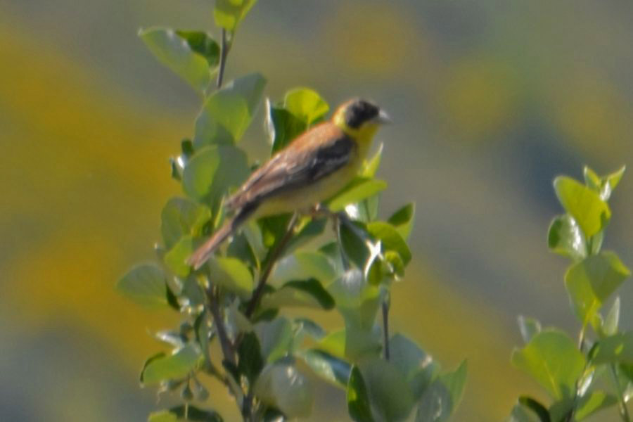 Black-headed Bunting