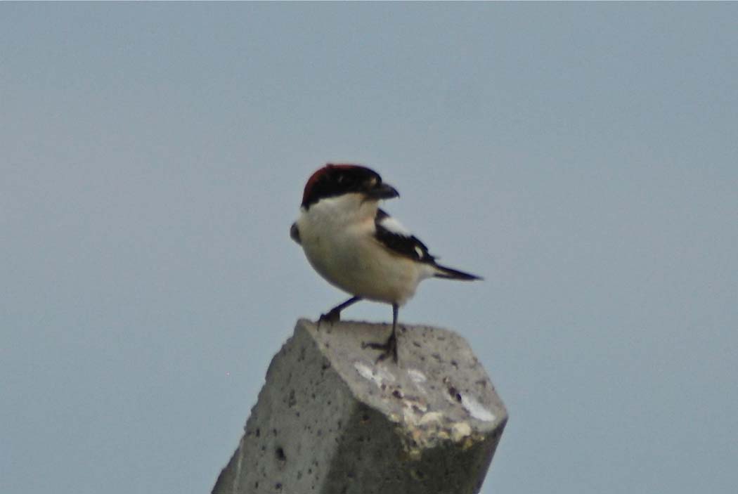 Woodchat Shrike