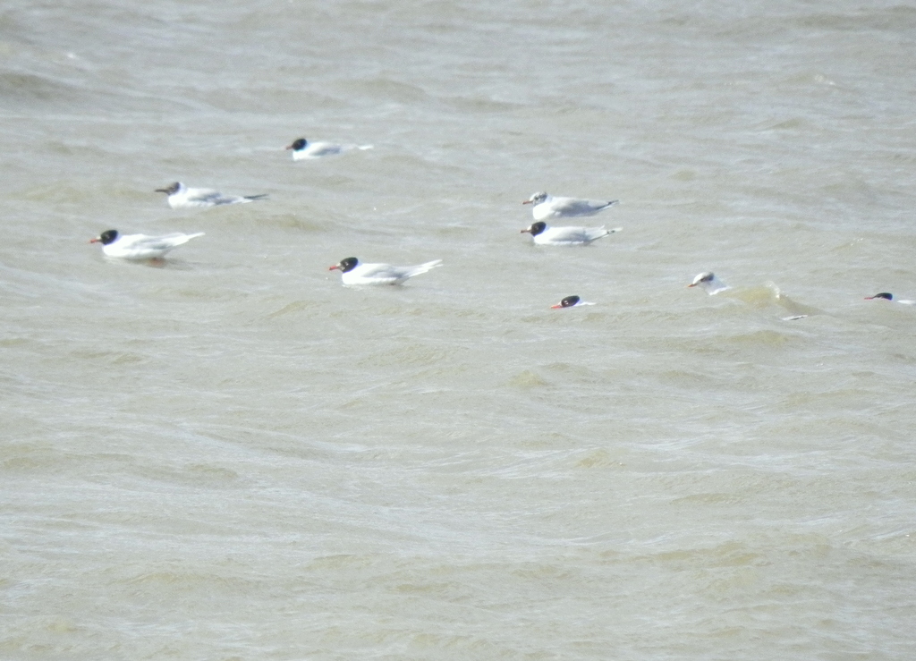Mediterranean Gull