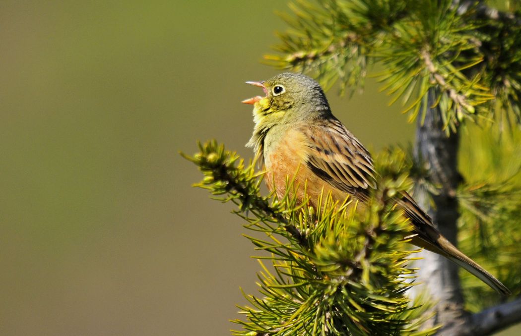 Ortolan Bunting