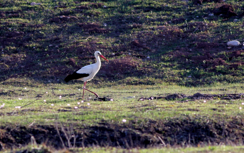White Stork