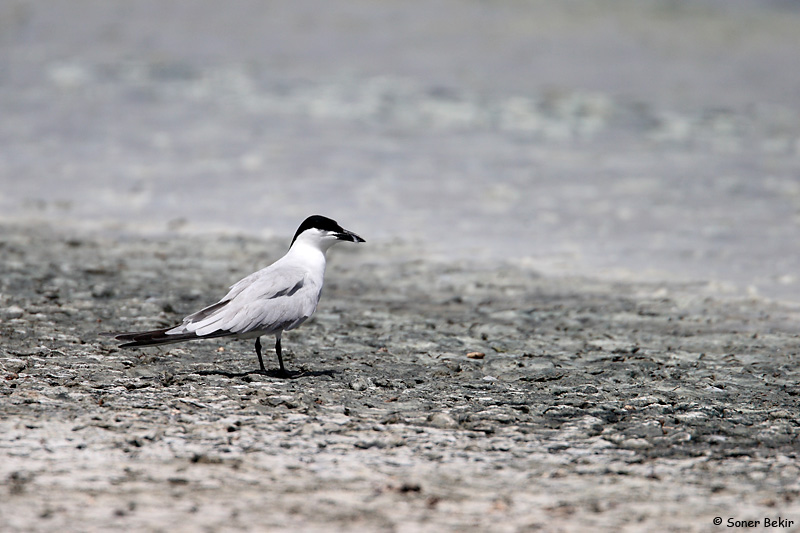 Gull-billed Tern