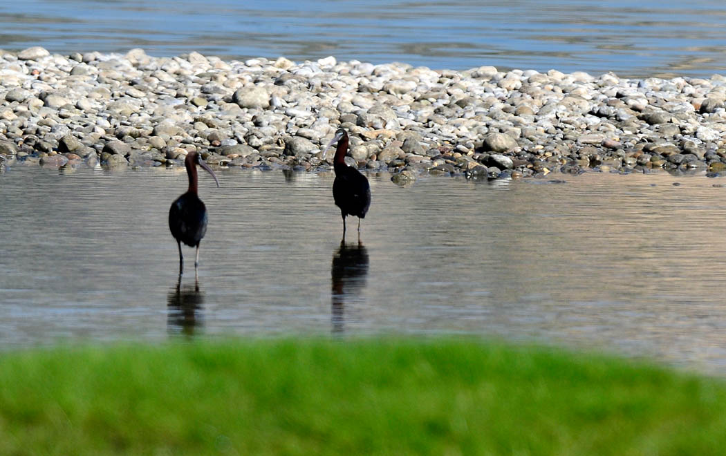 Glossy Ibis