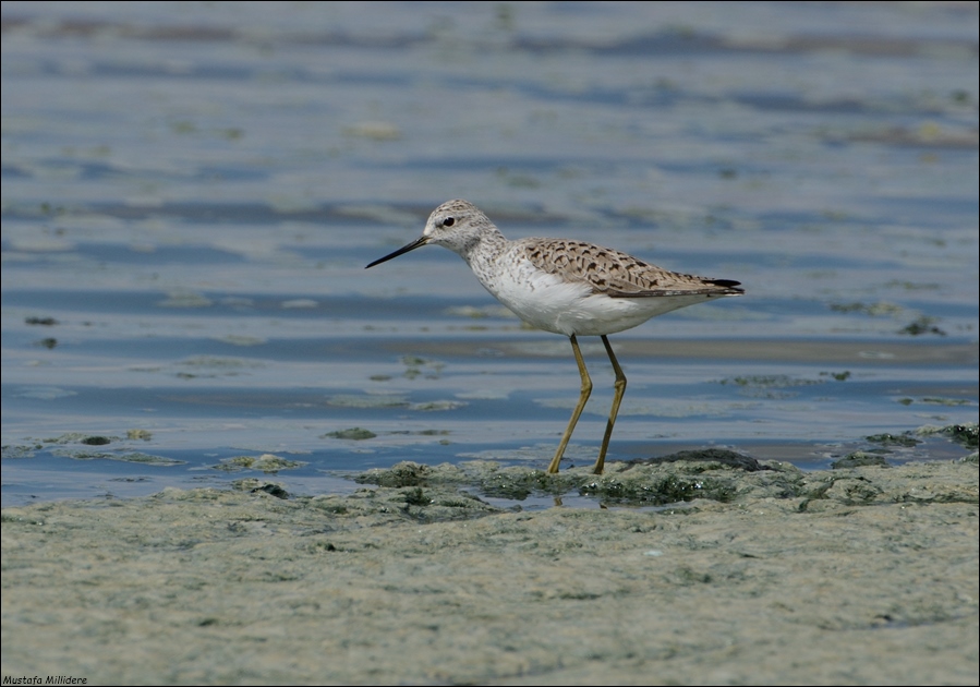 Marsh Sandpiper