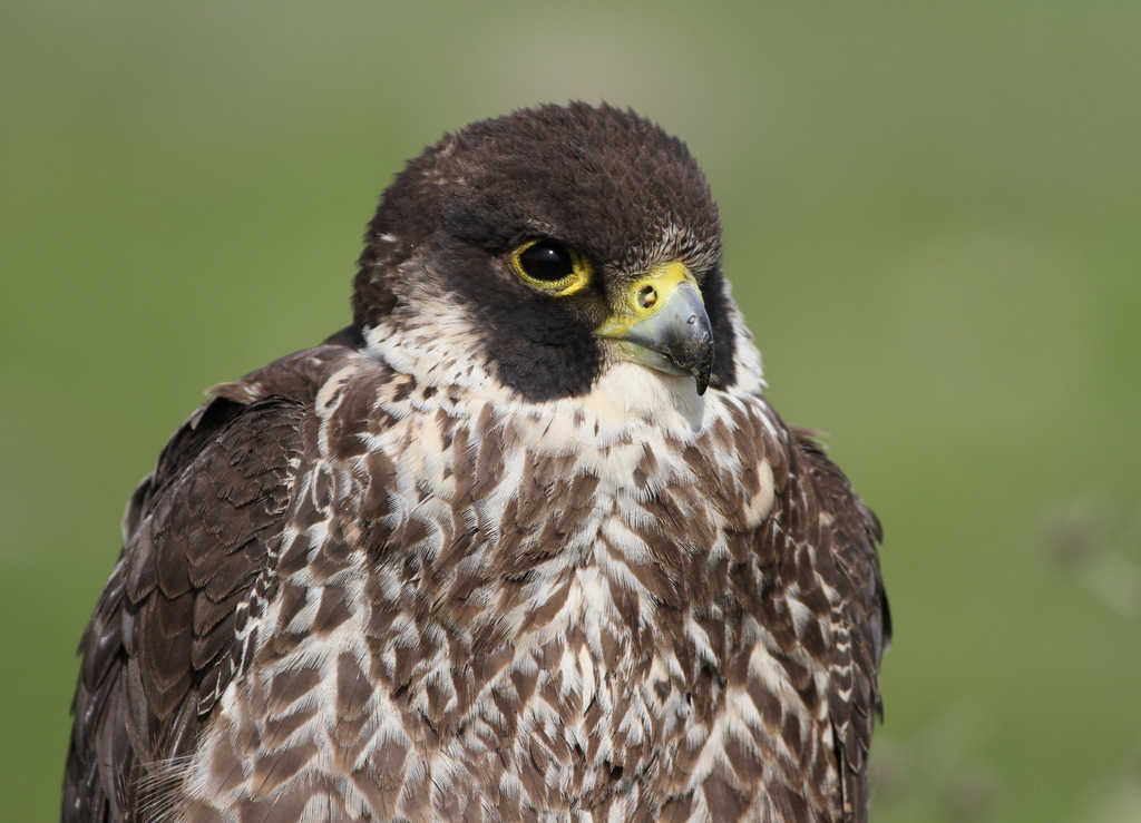 Peregrine Falcon