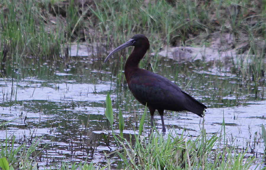 Glossy Ibis