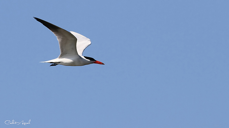 Caspian Tern
