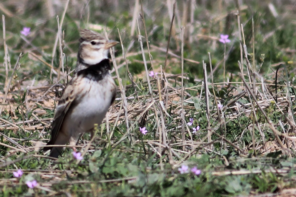 Calandra Lark