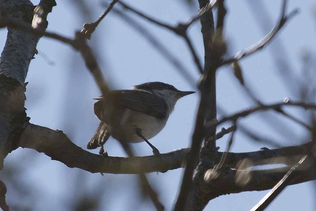 Lesser Whitethroat