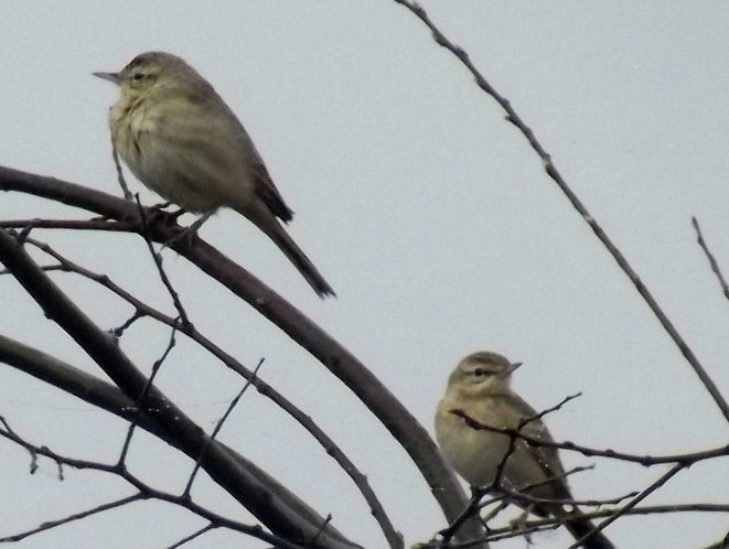 Tawny Pipit