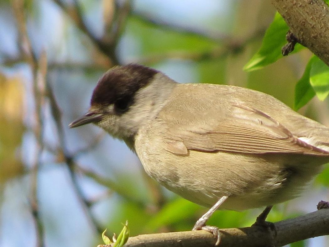 Eurasian Blackcap