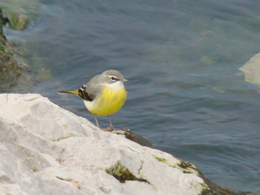 Grey Wagtail