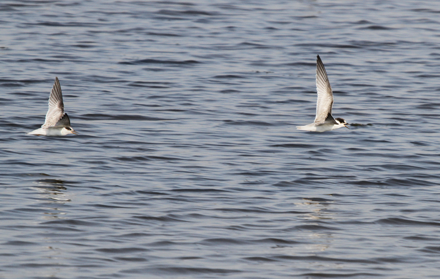 Little Tern
