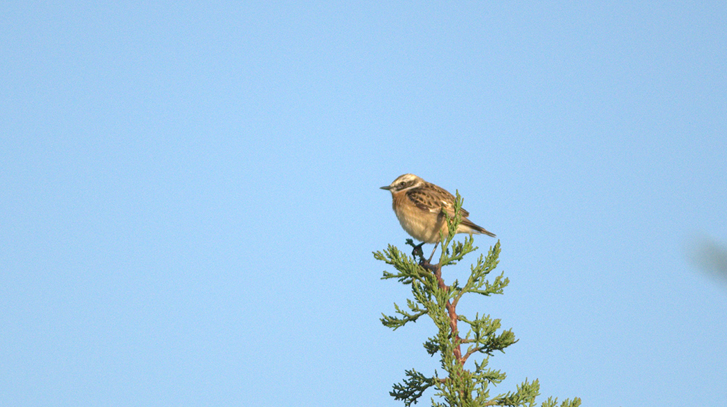 Whinchat
