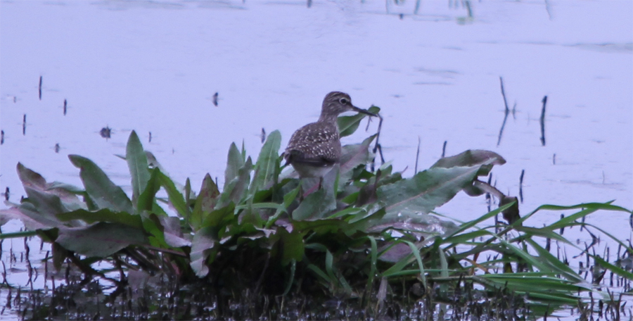 Wood Sandpiper