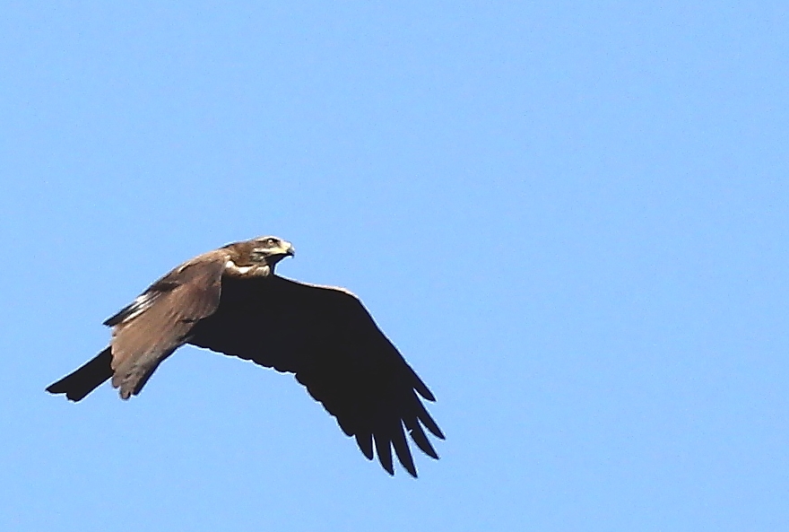 Western Marsh Harrier