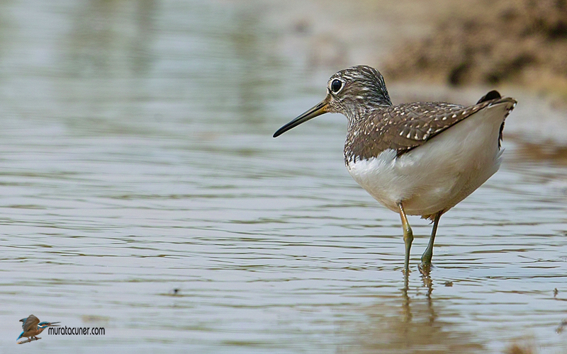 Green Sandpiper