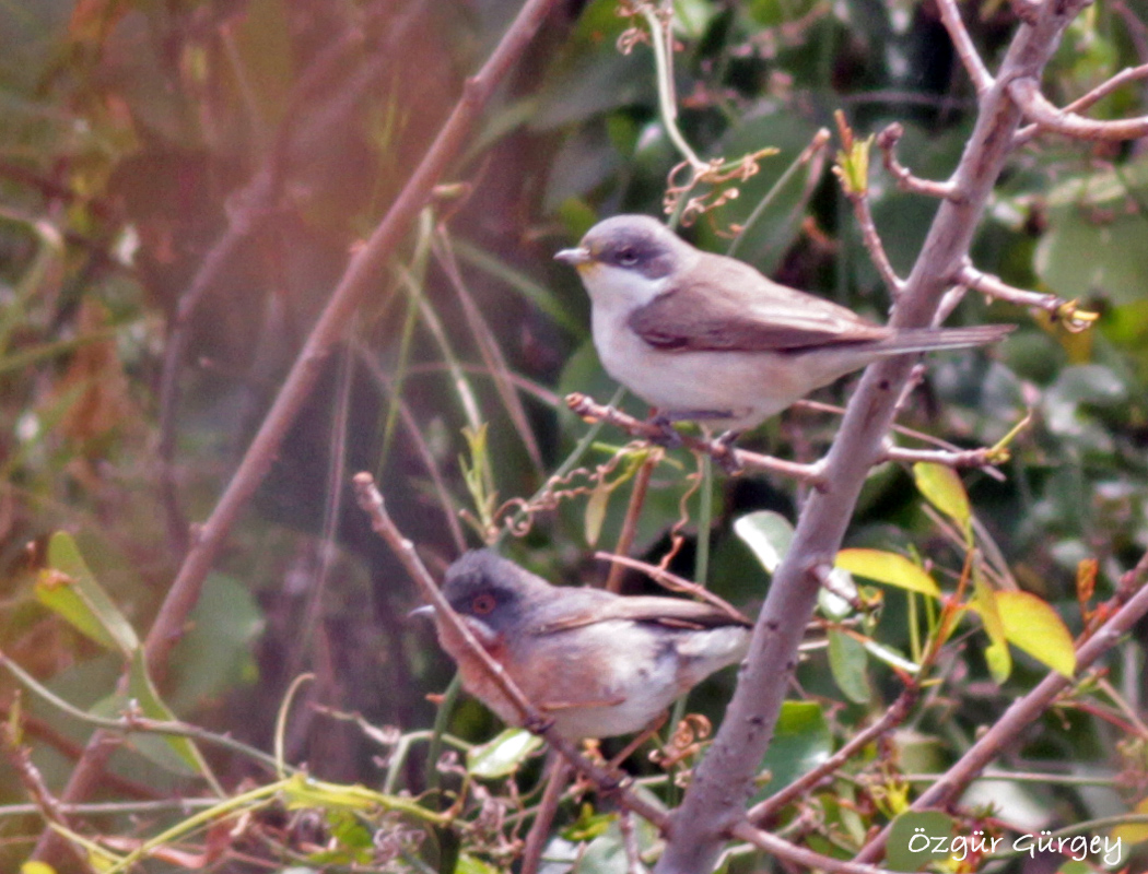Subalpine Warbler