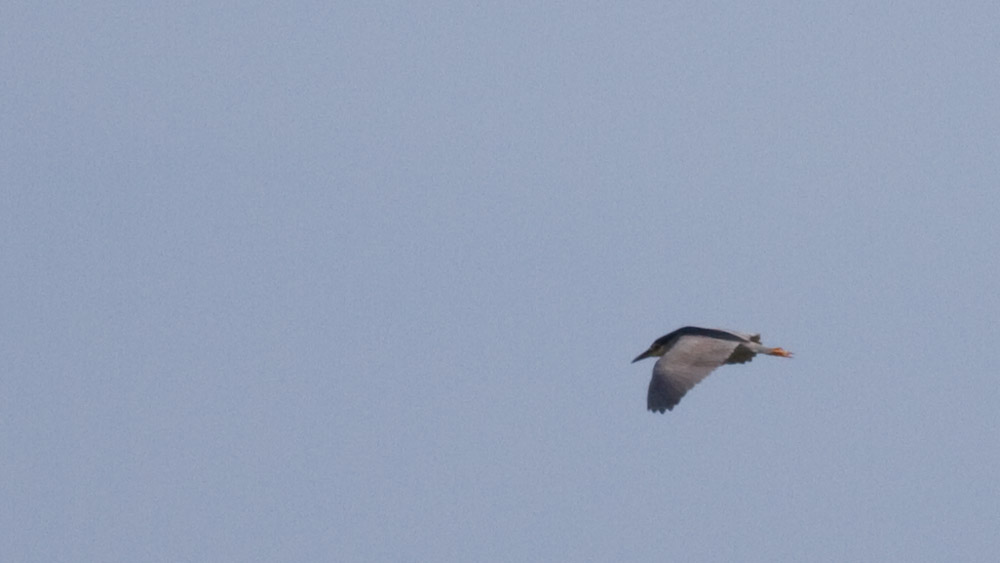 Black-crowned Night Heron
