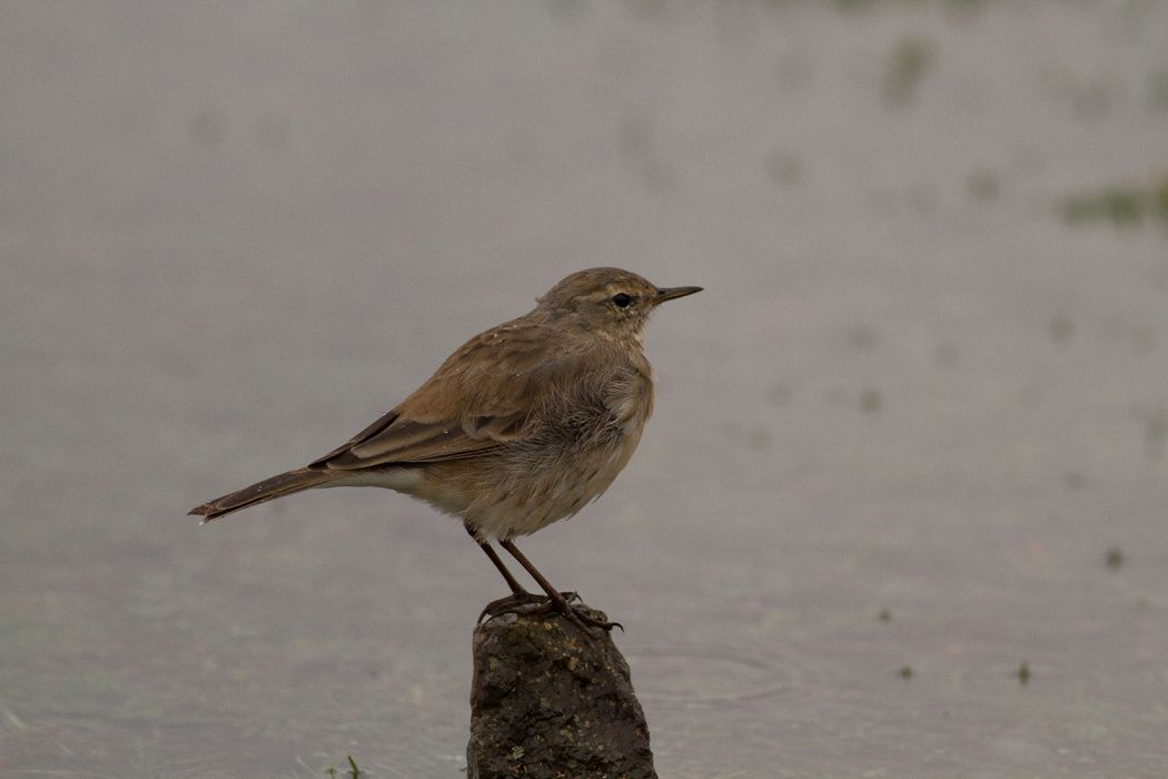 Water Pipit