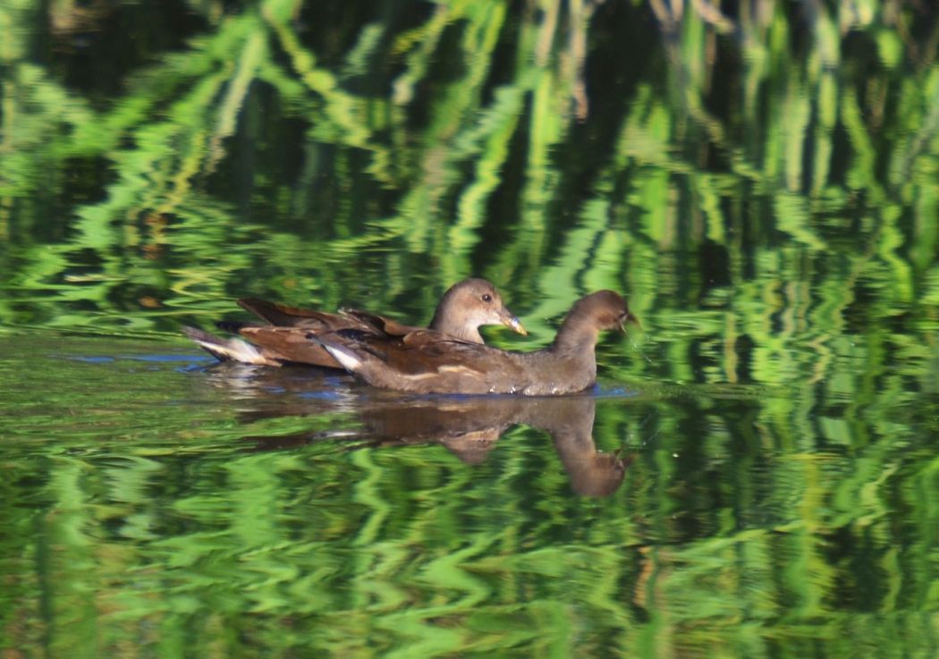 Common Moorhen