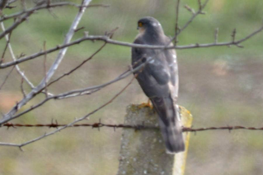 Eurasian Sparrowhawk