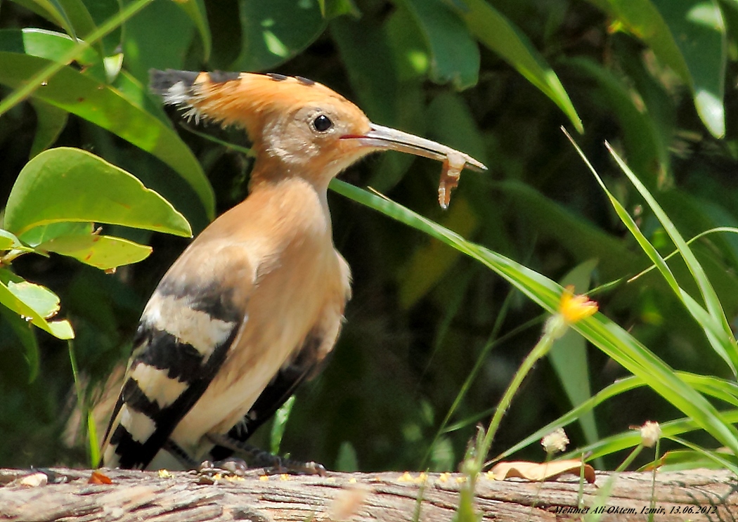 Common Hoopoe