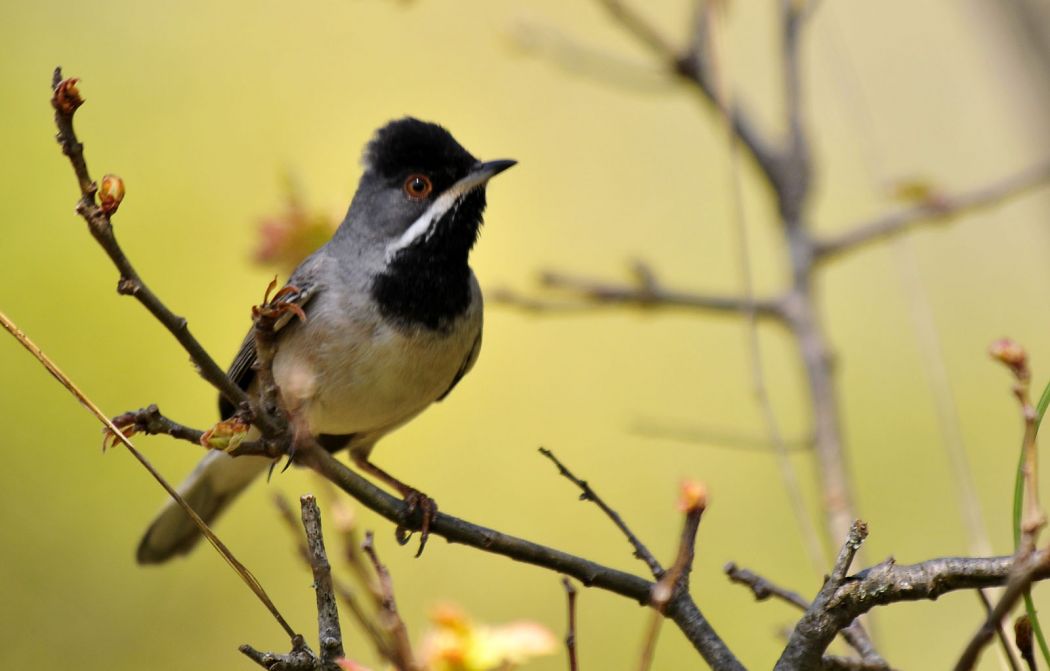 Rüppell`s Warbler