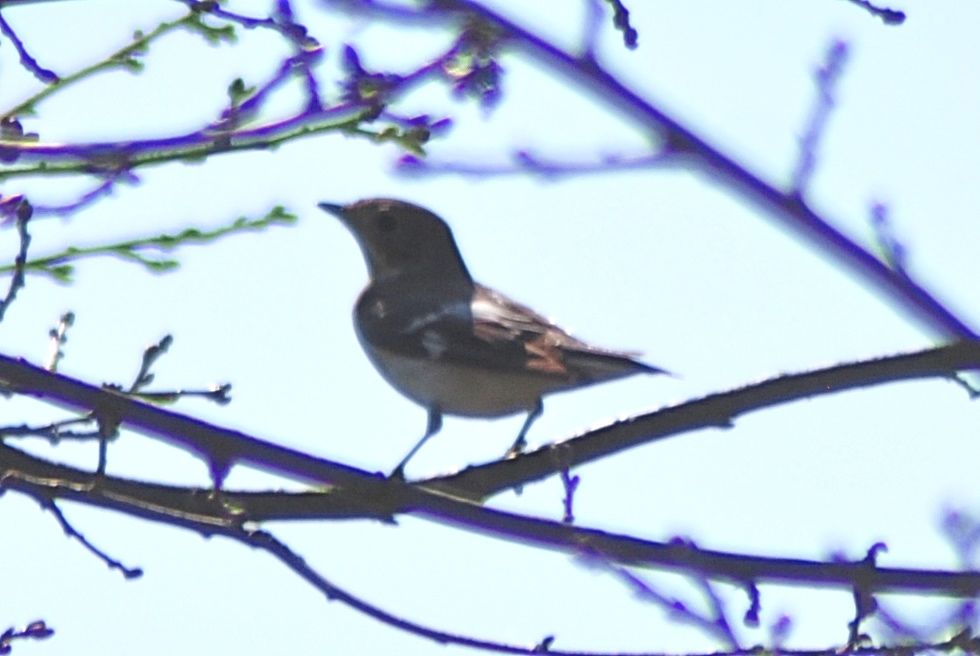 Semicollared Flycatcher