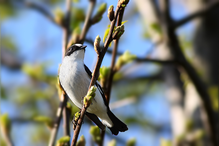 Collared Flycatcher