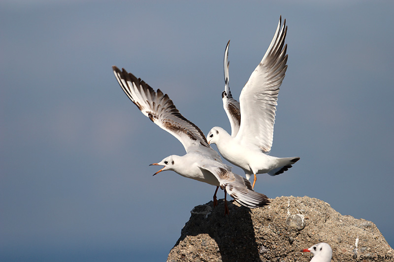 Black-headed Gull