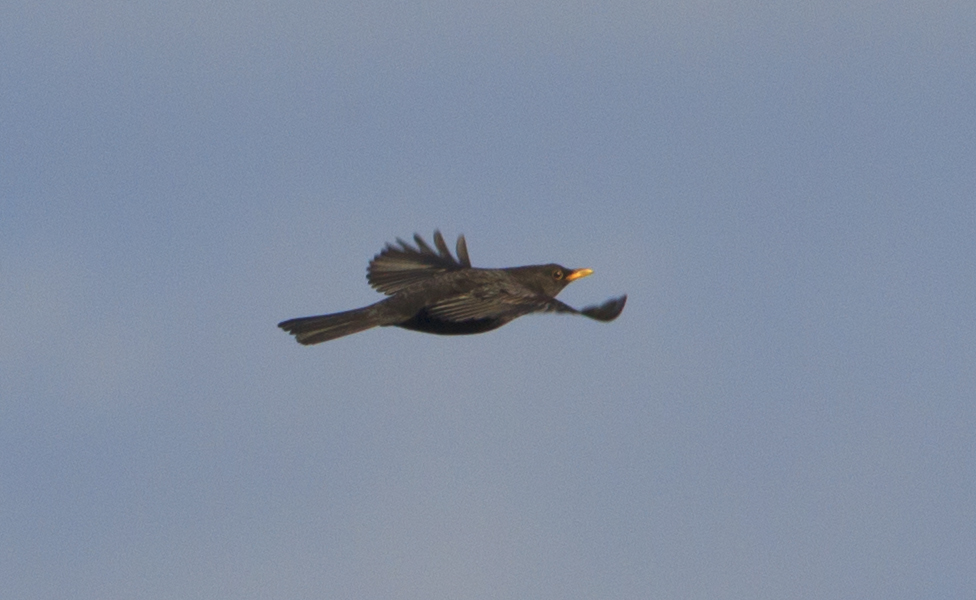 Common Blackbird
