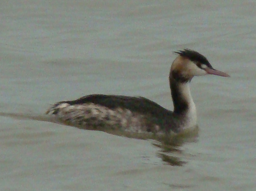 Great Crested Grebe