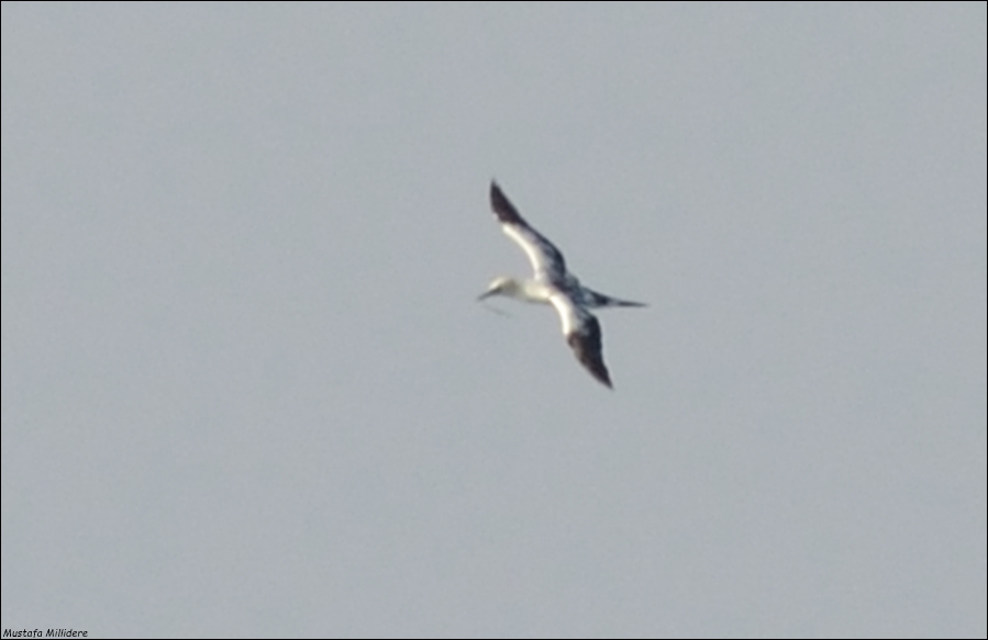 Northern Gannet