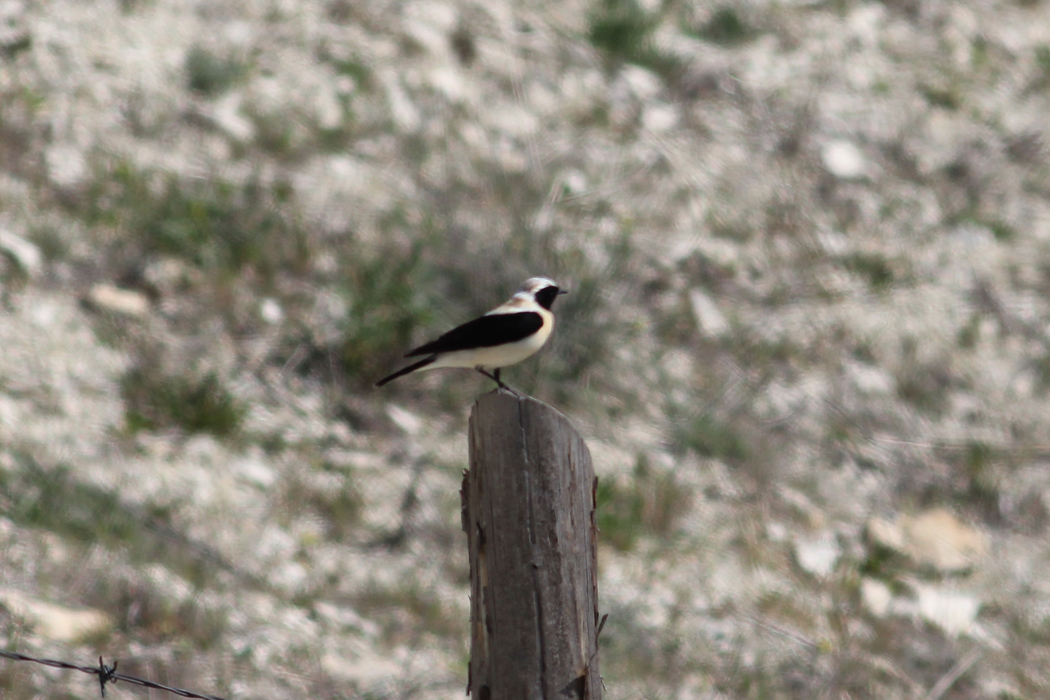 Black-eared Wheatear