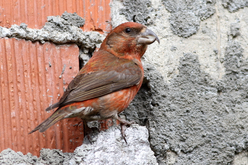 Red Crossbill