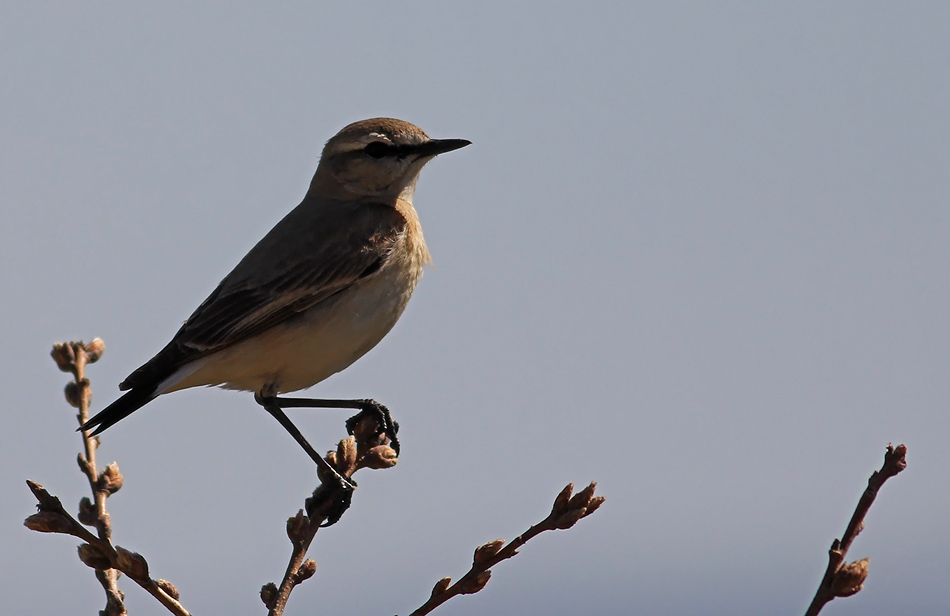 Isabelline Wheatear