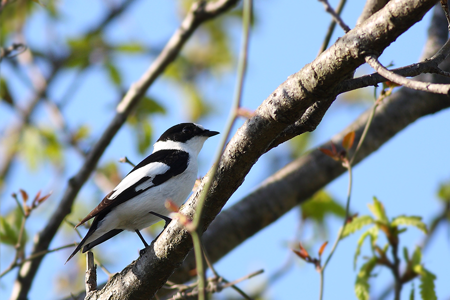 Collared Flycatcher