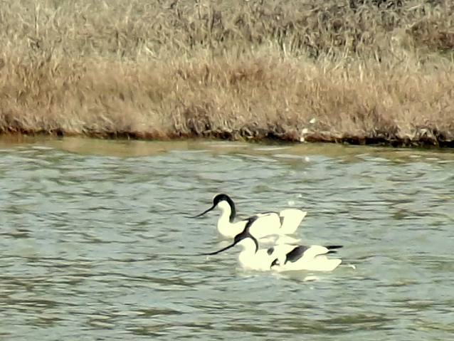 Pied Avocet