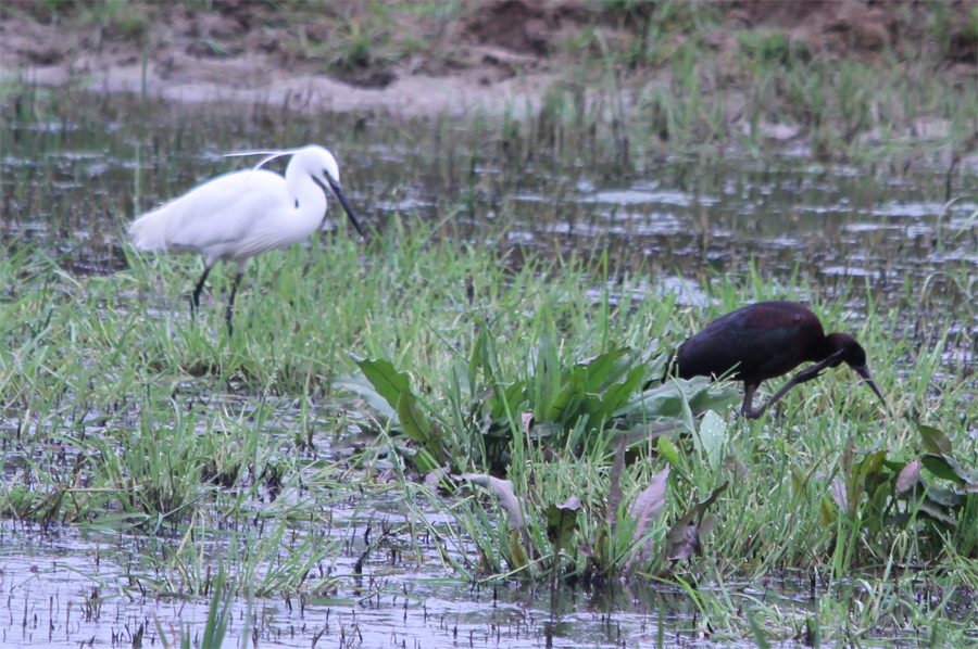 Little Egret