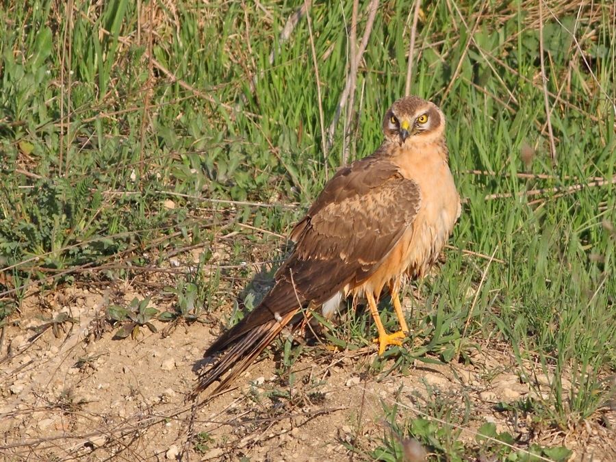 Pallid Harrier