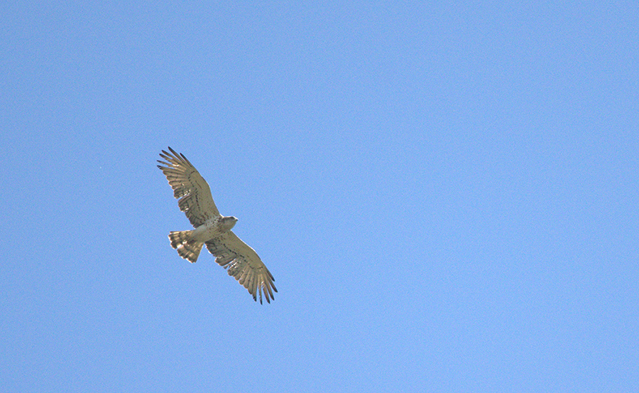 Short-toed Snake Eagle